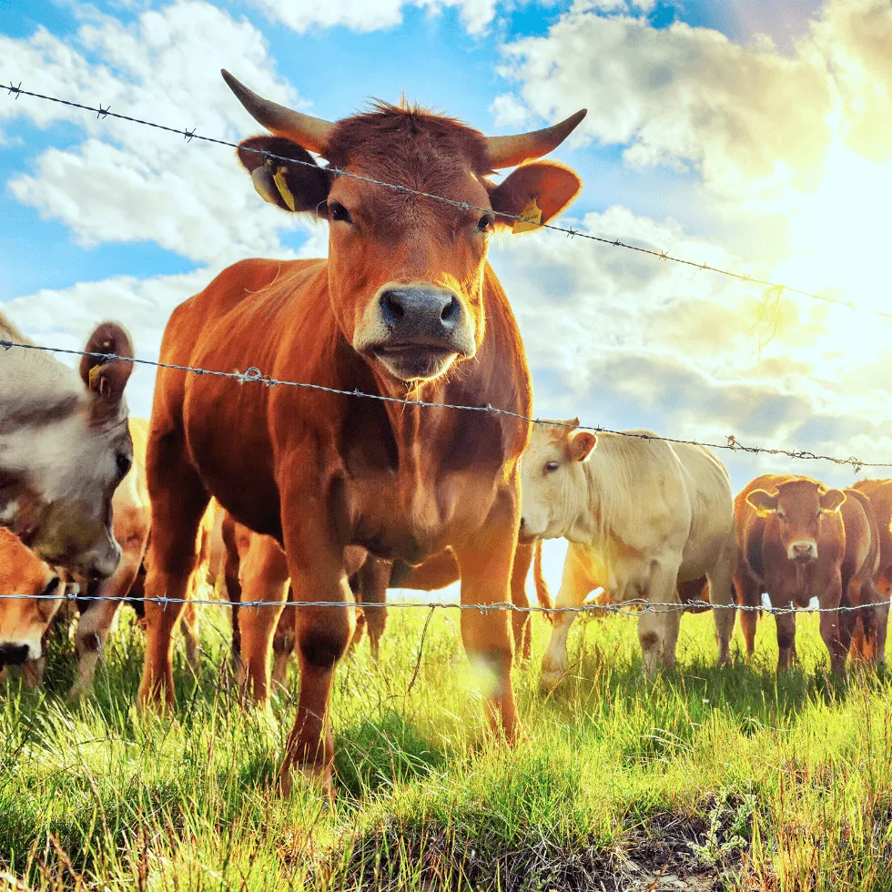 can-i-insure-my-livestock_original